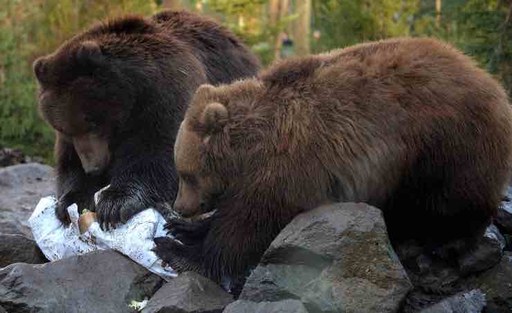 Terribile sorte per l orso grizzly: morti per fame in Canada Occidentale