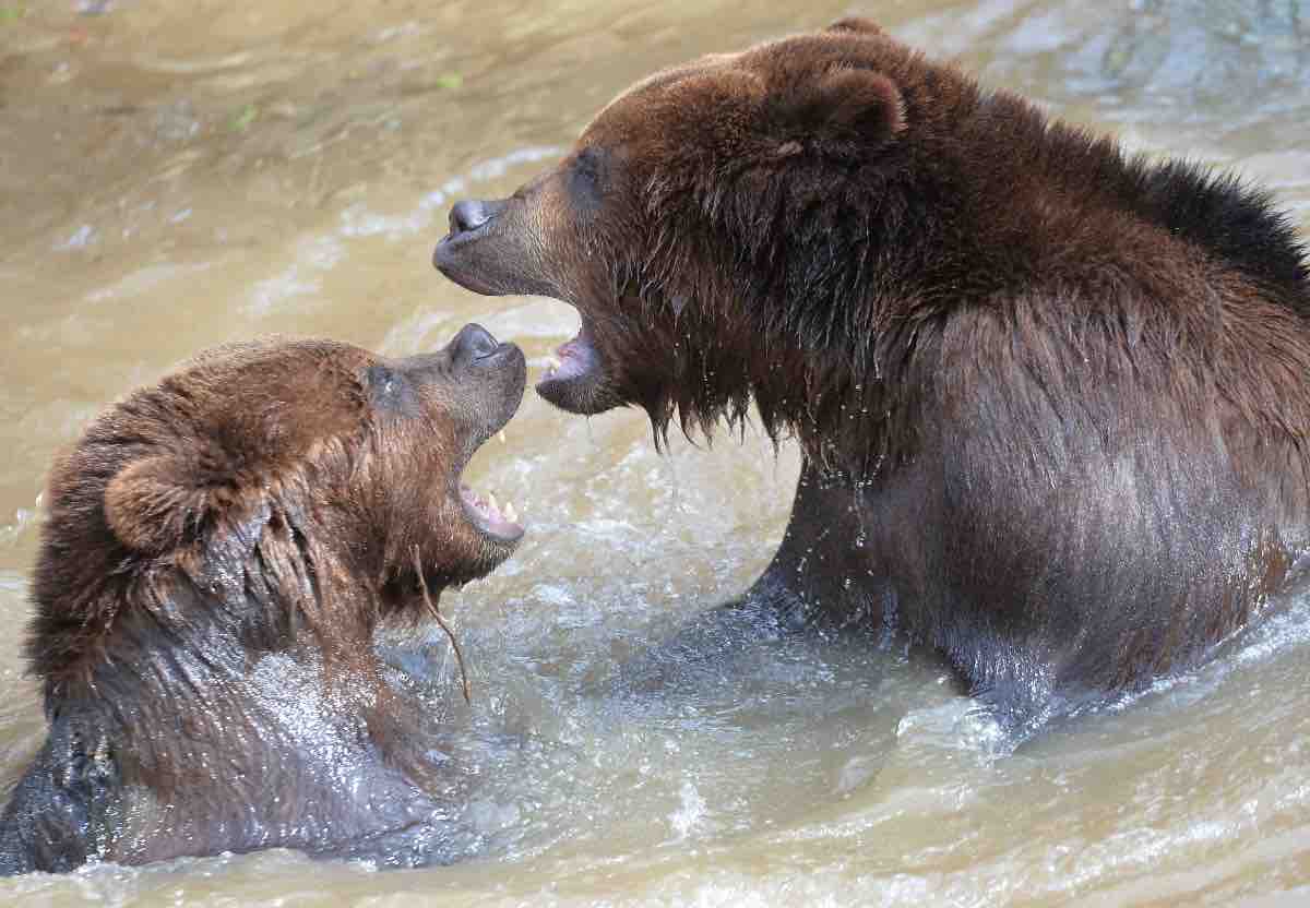 Risultati immagini per ORSI GRIZZLY hanno fame ?