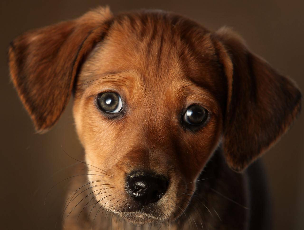 cucciolo di cane