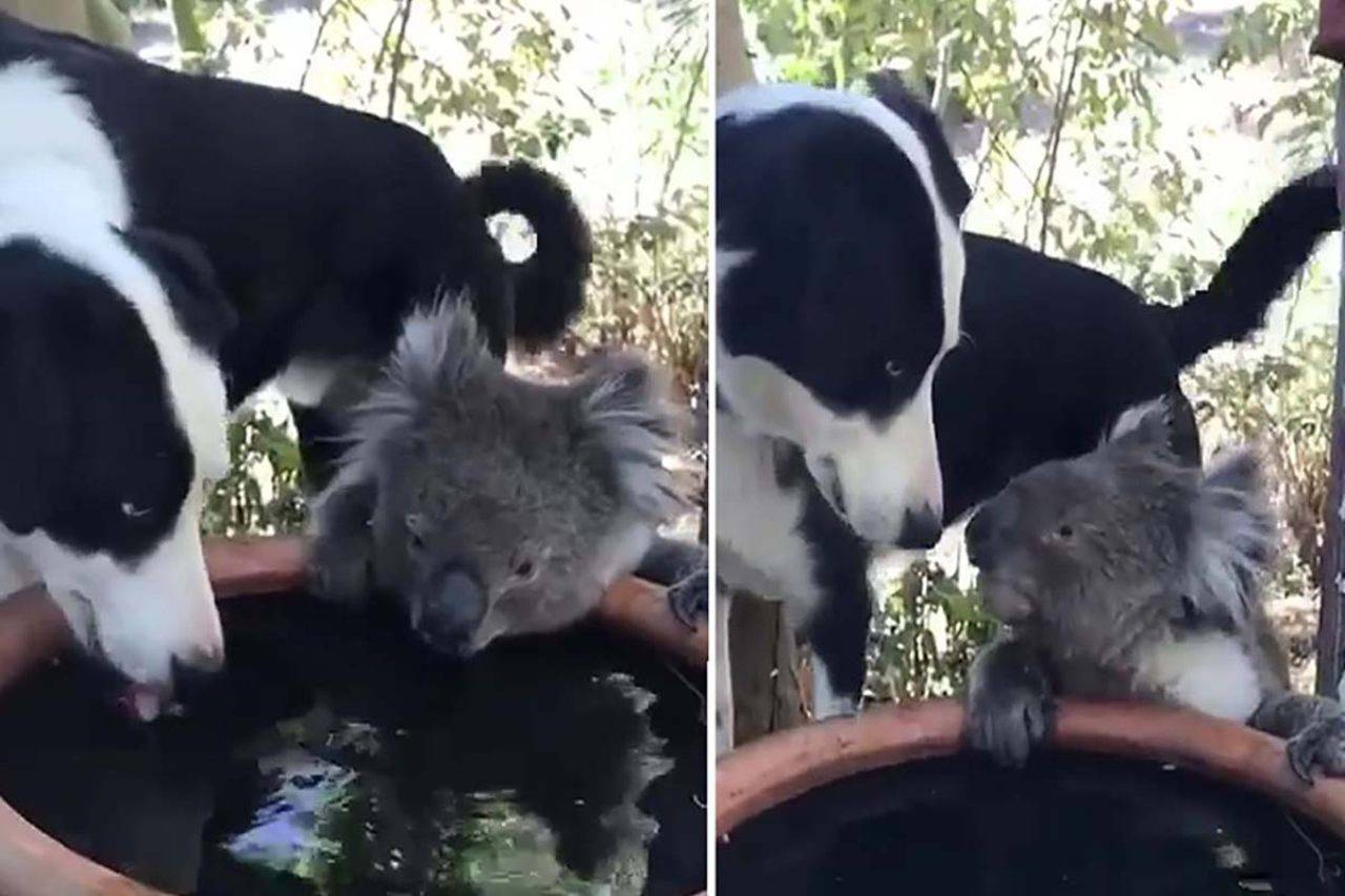 cane e koala