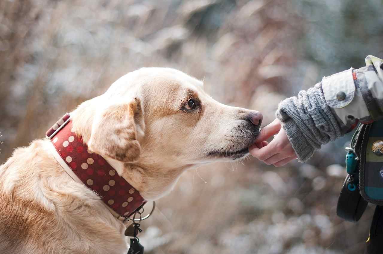 Novità Coronavirus: i cani potrebbero scovare i positivi!