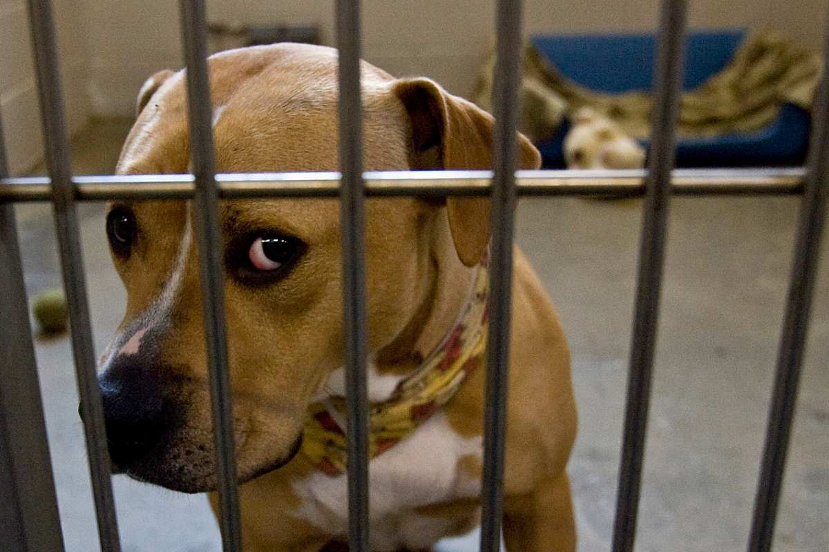 Cane American Staffordshire - immagine di repertorio (Getty Images)