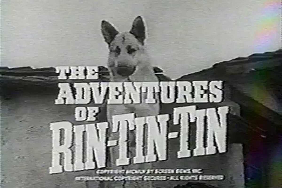 Rin Tin Tin (Google Images)