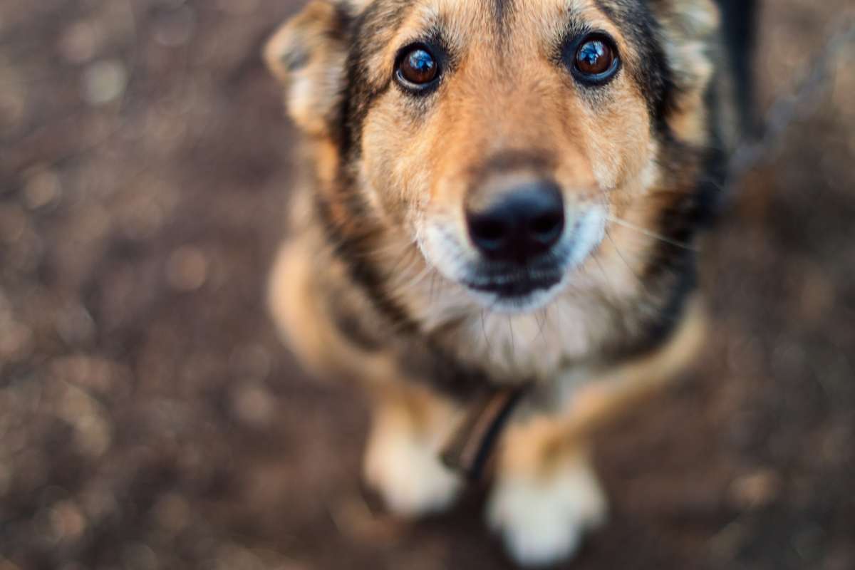 Cane (AdobeStock)